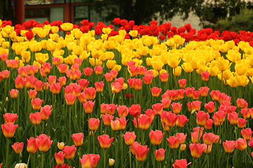 美丽绚烂的北京中山公园郁金香花展